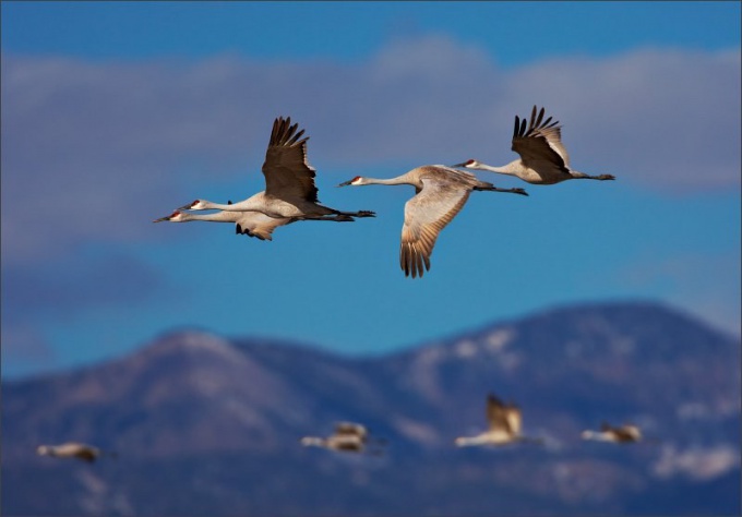 ¡Las grullas son hermosas y graciosas aves migratorias!