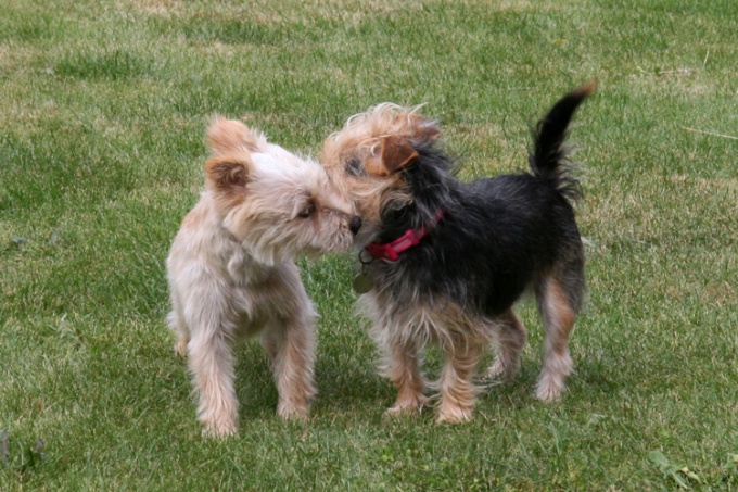 Consejo 1: Cuando tejer un perro