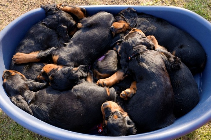 Sugerencia 1: ¿Tengo que ir a una exposición de perros