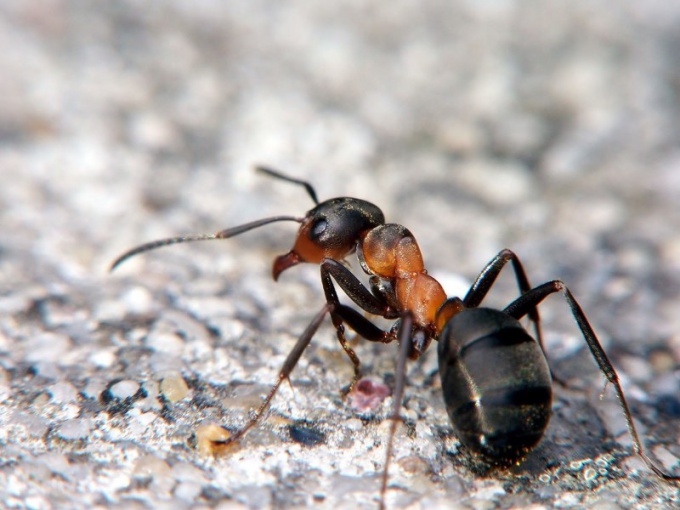 ¡Las hormigas son uno de los habitantes más antiguos de la Tierra!