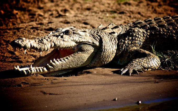 La presencia del departamento cervical distingue a los reptiles de los anfibios