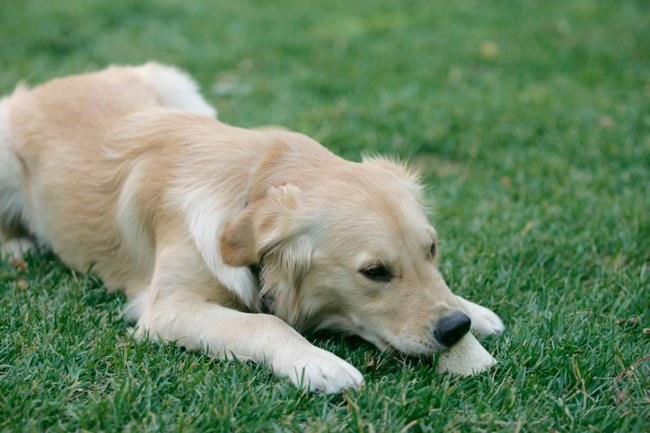 Cómo deshacerse de un ácaro de perro