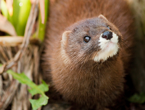 Consejo 1: animales con pieles de peluche valiosas