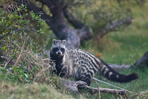 Animales asombrosos: civet africano