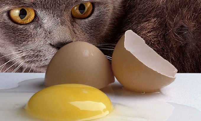 ¿Es perjudicial para los gatos tener huevos?